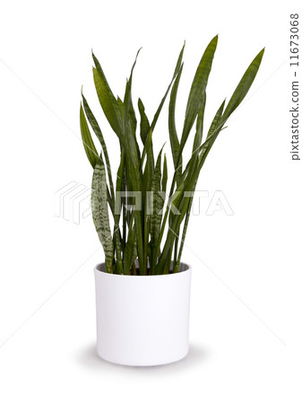Large sansevieriya in a white pot 11673068