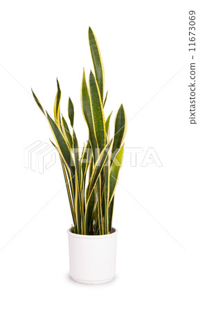Large sansevieriya in a white pot Large sansevieriya in a white pot 11673069