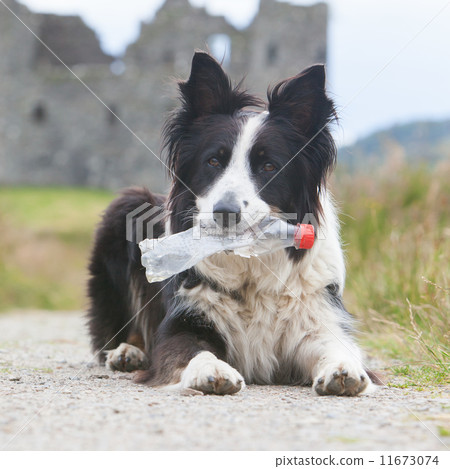 Border collie sheepdog waiting Border collie sheepdog waiting 11673074