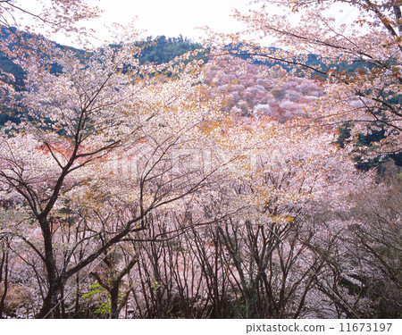 Yoshino Senbonzakura, full blooming mountain cherry (from Hana Yagura) "World cultural heritage / sacred place and pilgrimage of the Kii mountain range" "100 Sakura sights in Japan" "National designated scenic spots, historical sites" "Yoshino Kumano National Park" Yoshino Senbonzakura, full blooming mountain cherry (from Hana Yagura) "World cultural heritage / sacred place and pilgrimage of the Kii mountain range" "100 Sakura sights in Japan" "National designated scenic spots, historical sites" "Yoshino Kumano National Park" 11673197