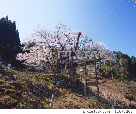 One cherry tree of 1,000 years old / Ozakura of Tarumi (aka cherry tree) (Another name: Sakura) "National Designated Natural Monument" (over 1000 years old, tree height 13.8 m, root circumference 8 m, around trunk 6.3 m) 11673202