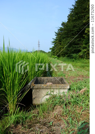 8月下旬,稻田稻田 8月下旬,稻田稻田 11673260