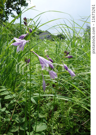 Pretty flowers in the country grass Pretty flowers in the country grass 11673261
