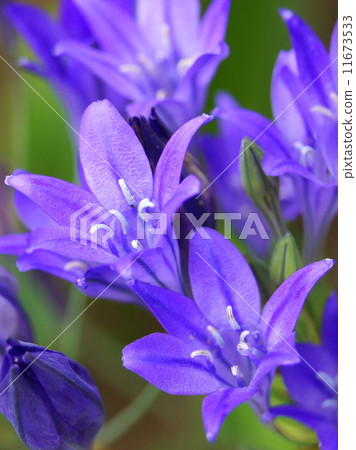 Brilliant Broadia (purple) 11673533