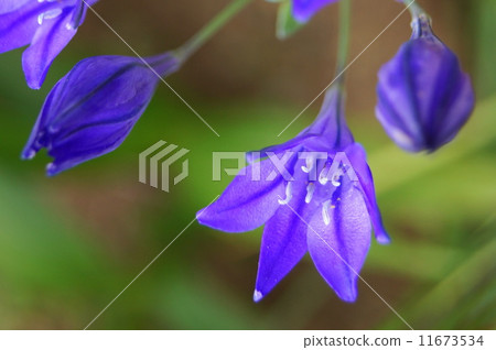 Brilliant Broadia (purple) 11673534