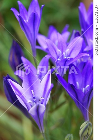 Brilliant Broadia (purple) 11673537