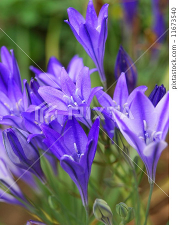 Brilliant Broadia (purple) 11673540