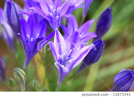 Brilliant Broadia (purple) 11673541