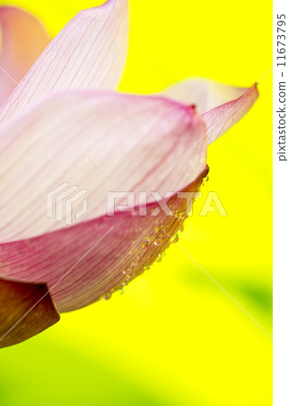 Oga lotus petals 11673795