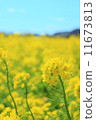 油菜花的領域 11673813