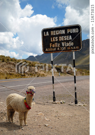 Peru La Raya Pass sign and alpaca 11673815
