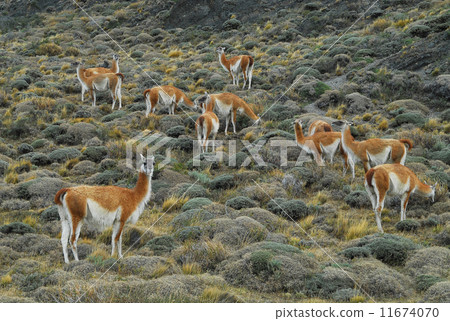 Chilean Pine National Park Guanaco herd 11674070