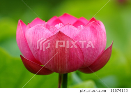 一朵蓮花 一朵蓮花 11674153