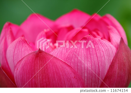 一朵蓮花 11674154