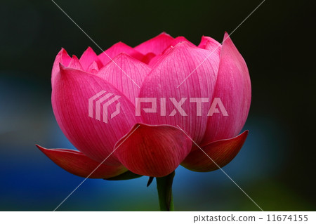 一朵蓮花 一朵蓮花 11674155