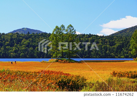 Ozenuma Autumn leaves 11674262