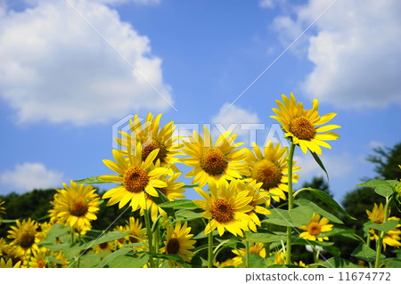 August Flower Sunflower · Asteraceae 147 11674772
