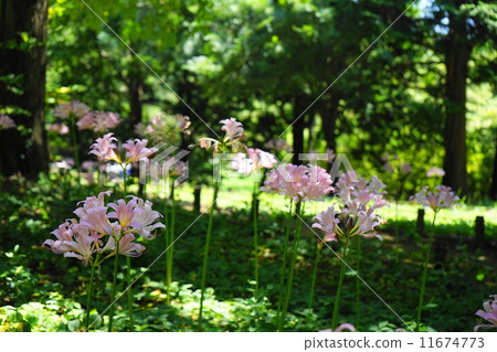 August flower Nutsuisen · Higanbana Department 72 August flower Nutsuisen · Higanbana Department 72 11674773