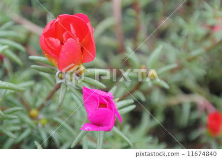 Matsuba牡丹2在颱風附近 Matsuba牡丹2在颱風附近 11674840