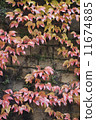 autumn wild grape on wall 11674885