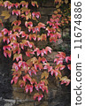 autumn wild grape on wall 11674886