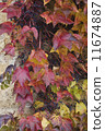 autumn wild grape on wall 11674887