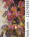 autumn wild grape on wall 11674888