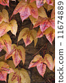 autumn wild grape on wall 11674889