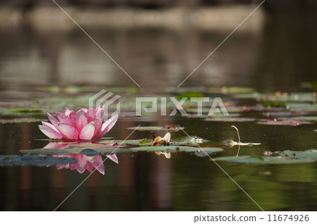 Kawazu Bagatelle Park Water Lily Kawazu Bagatelle Park Water Lily 11674926