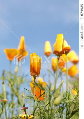 close up of california poppy flower close up of california poppy flower 11674985