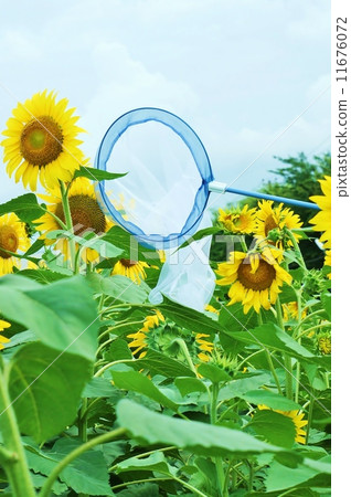 夏季圖像·沖繩向日葵花和昆蟲誘捕網·花多個垂直位置 11676072