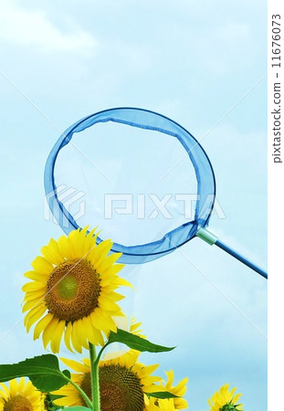 夏天圖像·Owha向日葵花和昆蟲誘捕網·垂直位置 11676073