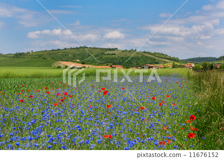 Meadow with cornflowers and poppies in Auvergne 11676152