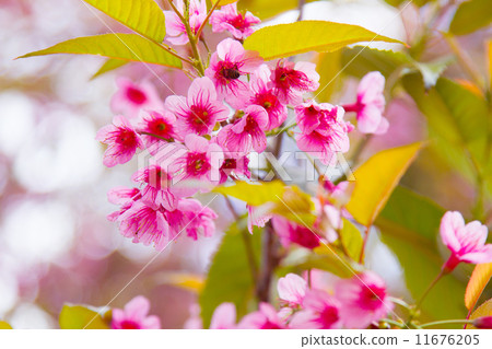 pink sakura 11676205