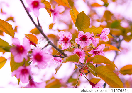 cherry blossom cherry blossom 11676214