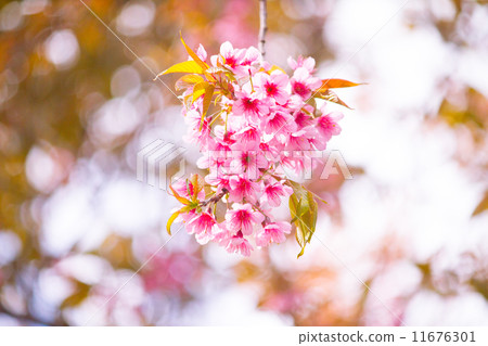 cherry blossom 11676301