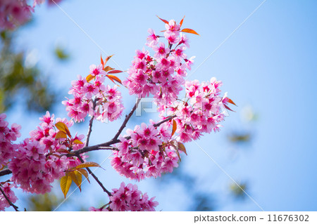 cherry blossom 11676302