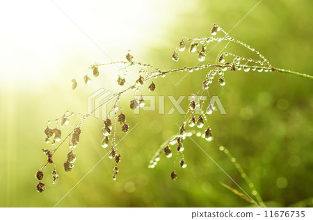 Morning beauty Morning beauty 11676735