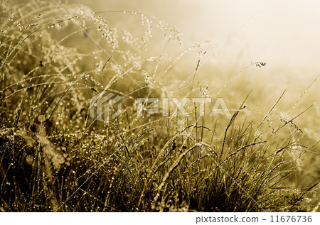 Morning beauty 11676736