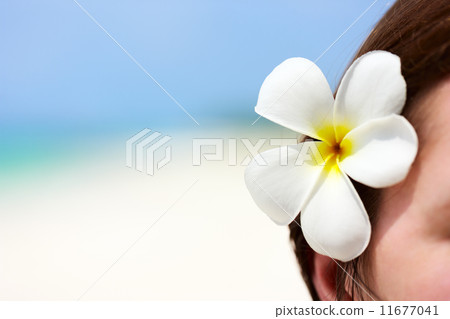 White frangipani flower 11677041