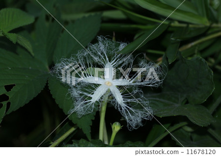 Clown flower flowers 11678120