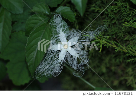 Clown flower flowers 11678121