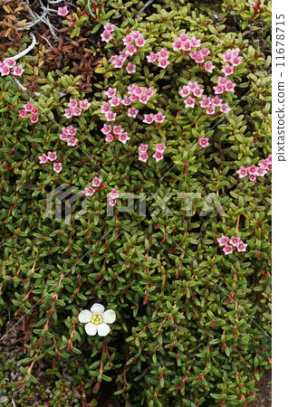 Minnes Ow and Iwaume 11678715