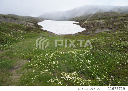 White lovers of heavy snow 11678719