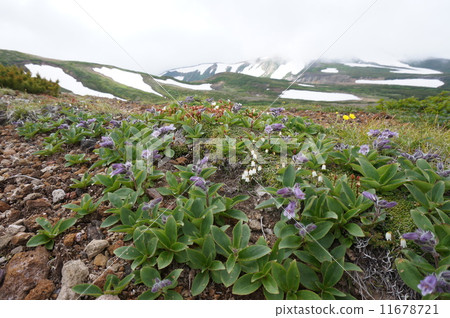 Talmai草（大雪山，北海道） 11678721