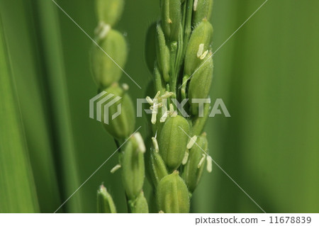 Natural plants Rice, the rainy season has opened and the rice paddies bloomed 11678839