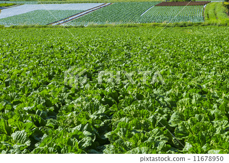 Fresh plateau vegetable field 11678950