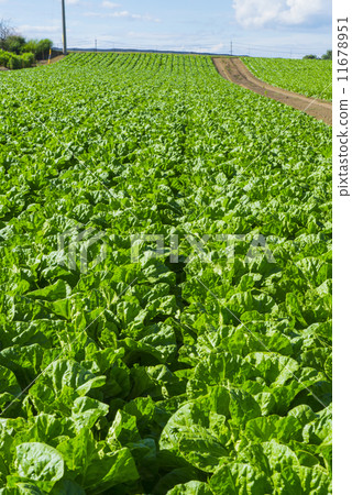 Fresh plateau vegetable field 11678951