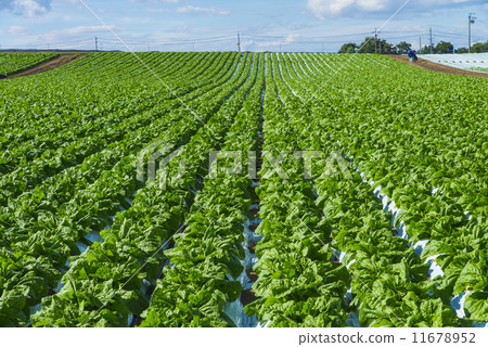 Fresh plateau vegetable field 11678952