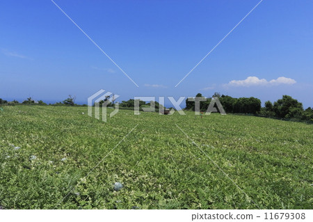 神奈川縣三浦市的西瓜田 神奈川縣三浦市的西瓜田 11679308